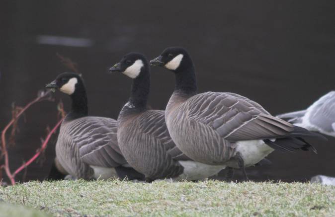 Cackling Geese --(Branta hutchinsii) (34309 bytes)