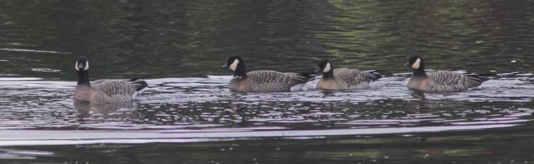 Cackling Geese --(Branta hutchinsii) (31139 bytes)