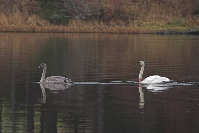 Trumpeter Swans --(Cygnus buccinator) (31807 bytes)