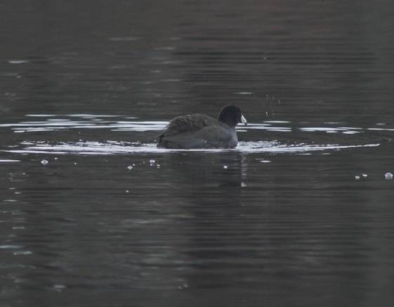 American Coot --(Fulica americana) (22771 bytes)