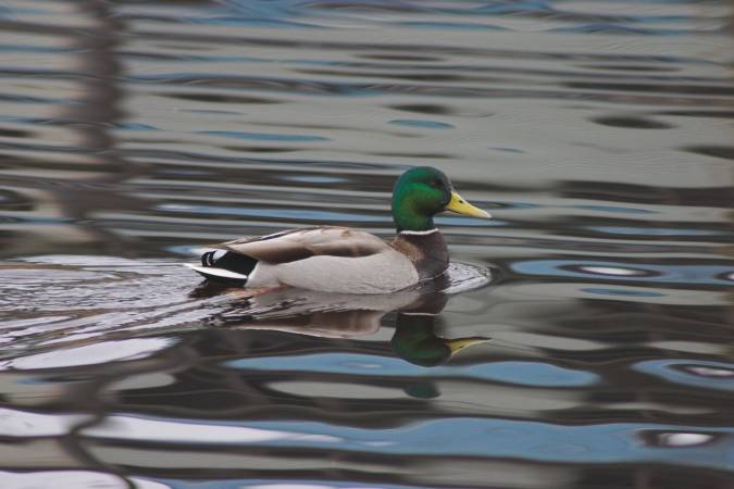 Mallard --(Anas platyrhynchos) (41018 bytes)