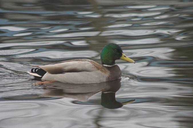 Mallard --(Anas platyrhynchos) (41229 bytes)