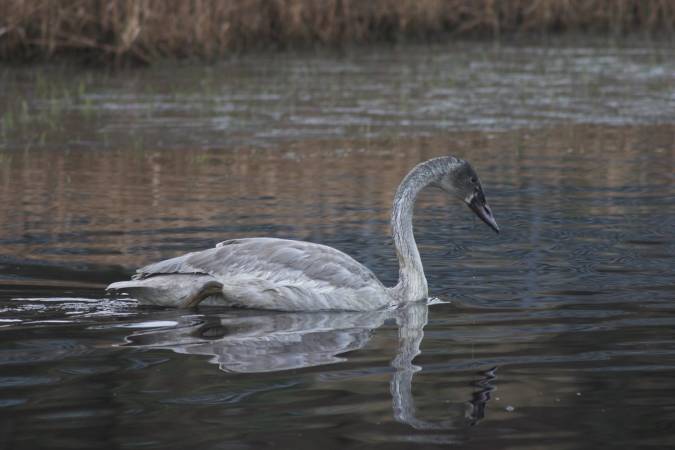 Juvenile Trumpeter Swan --(Cygnus buccinator) (37178 bytes)