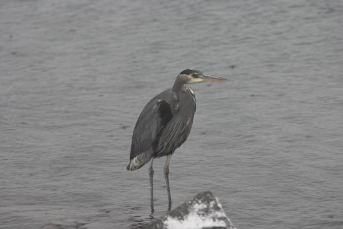 Great Blue Heron --(Ardea herodius) (174397 bytes)