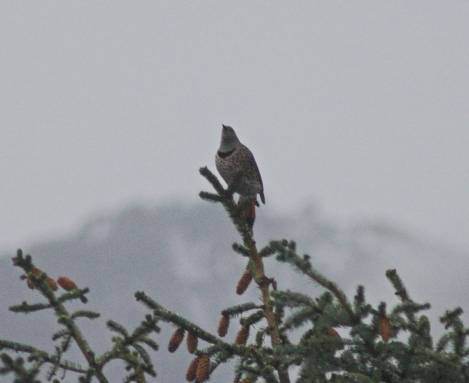 Northern Flicker --(Colaptes auratus) (125254 bytes)