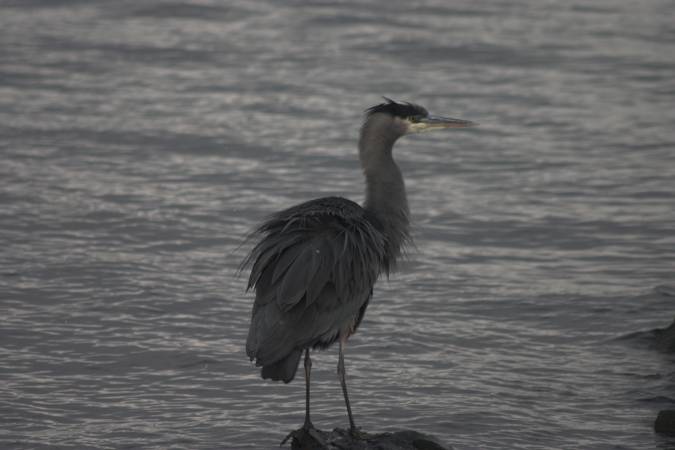 Great Blue Heron --(Ardea herodius) (194208 bytes)