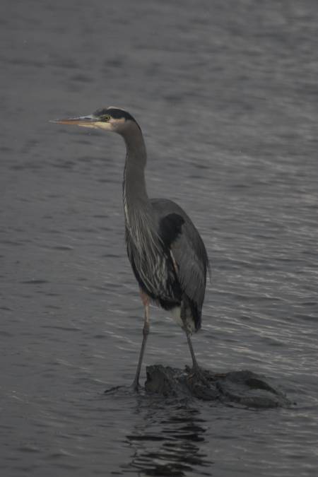 Great Blue Heron --(Ardea herodius) (173868 bytes)