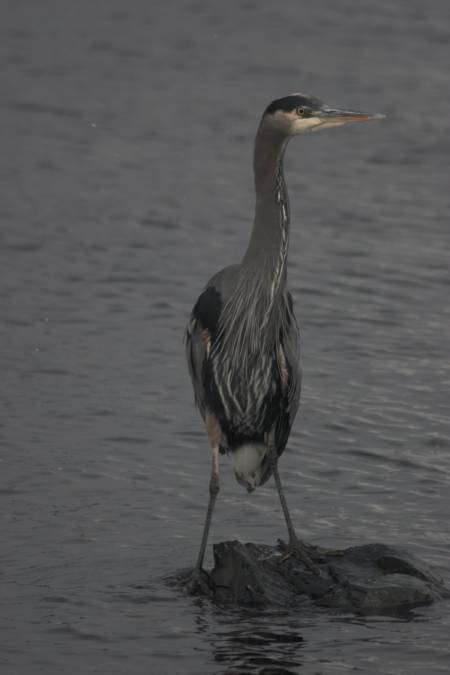 Great Blue Heron --(Ardea herodius) (169122 bytes)