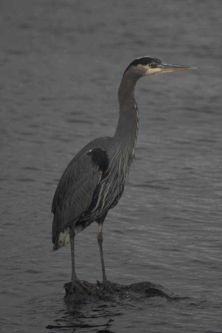 Great Blue Heron --(Ardea herodius) (167007 bytes)