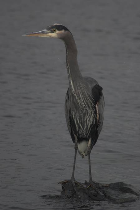 Great Blue Heron --(Ardea herodius) (165264 bytes)