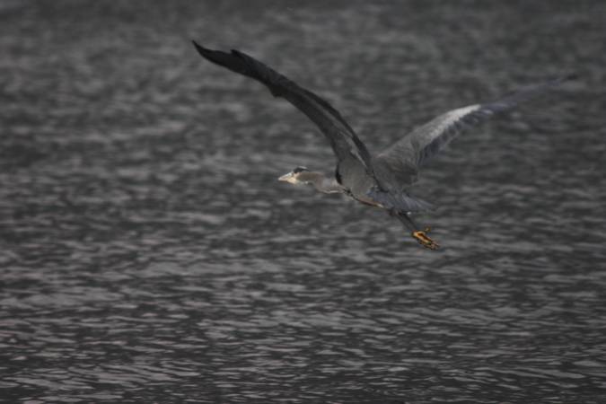 Great Blue Heron  --(Ardea herodius) (195894 bytes)