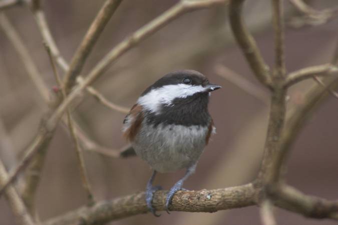 Chestnut-backed Chickadee --(Poecile rufescens) (24439 bytes)