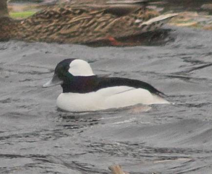 Male Bufflehead --(Bucephala albeola) (26858 bytes)