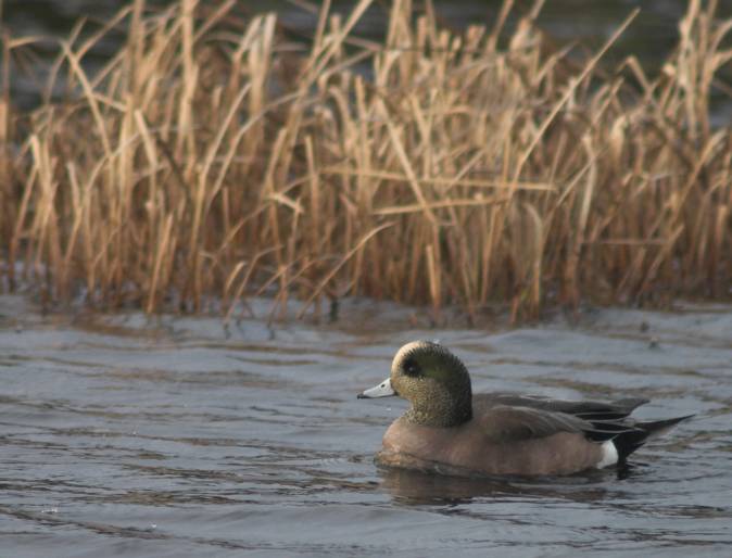 American Wigeon --(Anas americana) (46970 bytes)