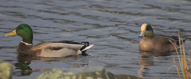 Mallard and American Wigeon --(Anas spp.) (30701 bytes)