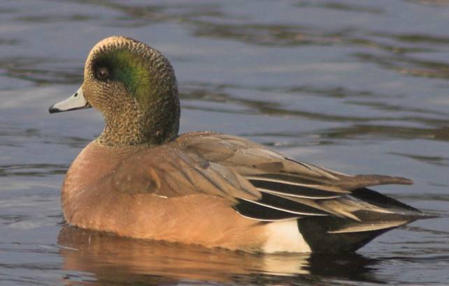 American Wigeon --(Anas americana) (32311 bytes)