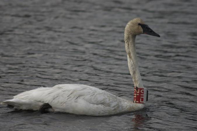 Trumpeter Swan --(Cygnus buccinator) (36272 bytes)