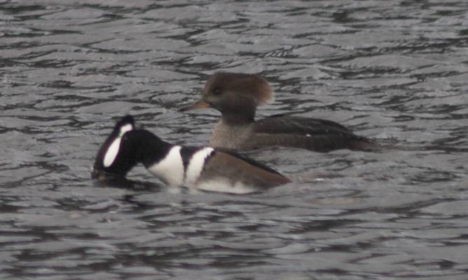 Hooded Mergansers --(Lophodytes cucullatus) (40828 bytes)