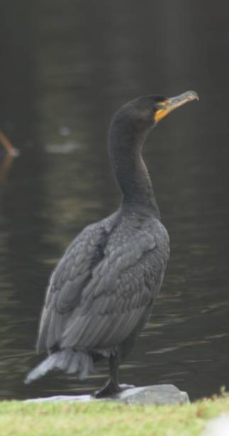 Double-crested Cormorant --(Phalacrocorax auritus) (16817 bytes)