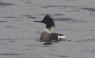 Red-breasted Merganser --(Mergus serrator) (10779 bytes)