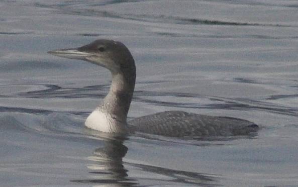 Loon --(Gavia sp.) (28513 bytes)