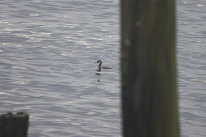 Red-necked Grebe --(Podiceps grisegena) (30699 bytes)