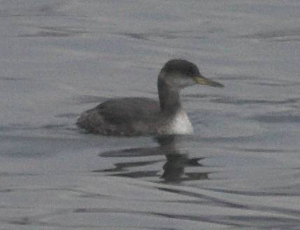 Red-necked Grebe --(Podiceps grisegena) (17619 bytes)