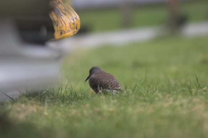 Northern Flicker --(Colaptes auratus) (32968 bytes)