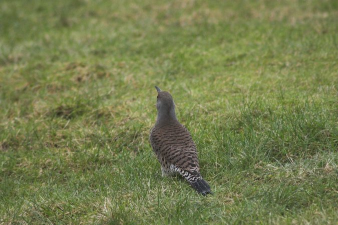 Northern Flicker --(Colaptes auratus) (76644 bytes)