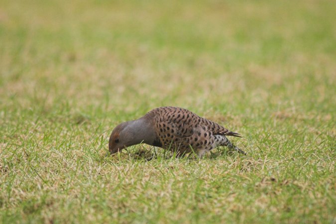 Northern Flicker --(Colaptes auratus) (61071 bytes)