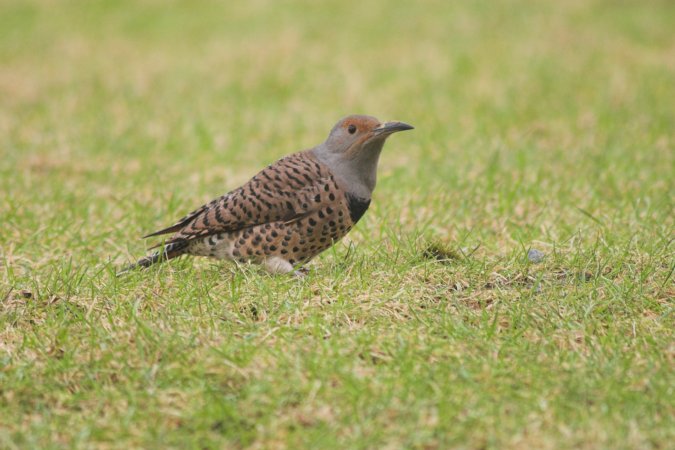 Northern Flicker --(Colaptes auratus) (65488 bytes)