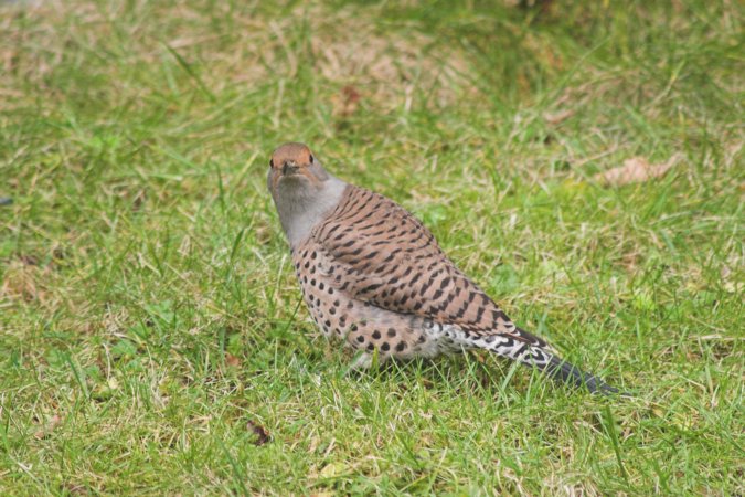 Northern Flicker --(Colaptes auratus) (97596 bytes)