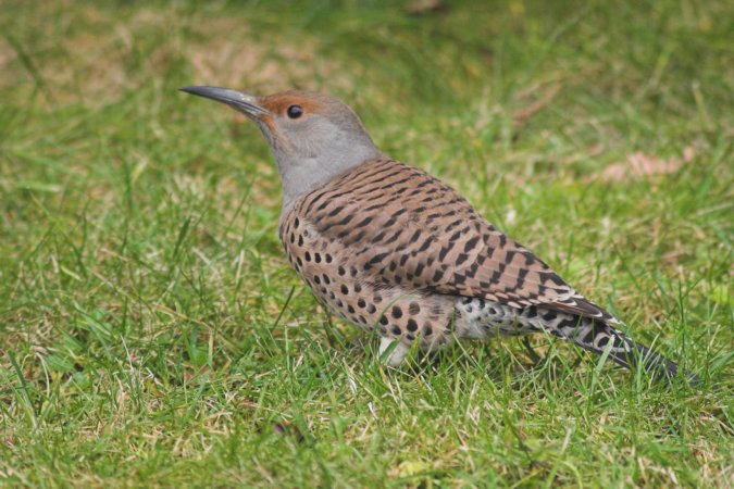 Northern Flicker --(Colaptes auratus) (84729 bytes)