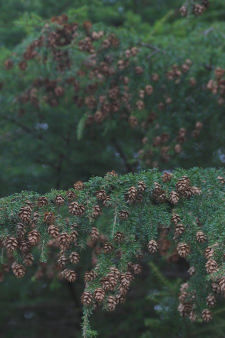 Hemlock Cones --(Tsuga heterophylla) (62539 bytes)