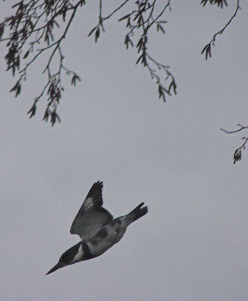 Kingfisher Flight --(Ceryle alcyon) (33690 bytes)