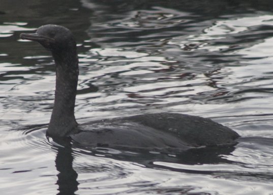 Pelagic Cormorant --(Phalacrocorax pelagicus) (47614 bytes)