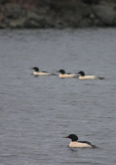 Male Common Mergansers --(Mergus merganser) (28676 bytes)