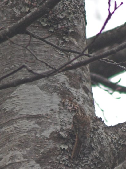 Brown Creeper --(Certhia americana) (49644 bytes)