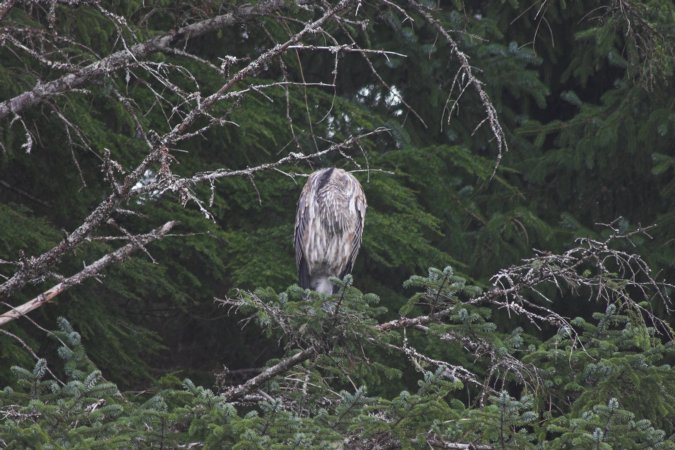 Great Blue Heron  --(Ardea herodius) (87073 bytes)