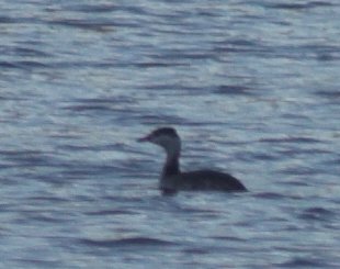 Horned Grebe --(Podiceps auritus) (19231 bytes)