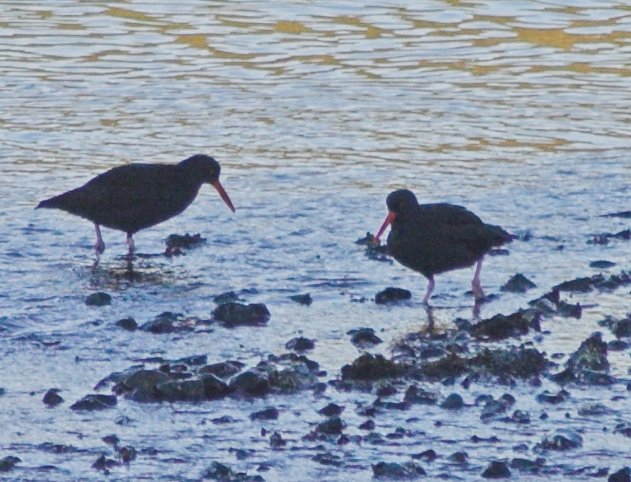 Black Oystercatchers --(Haematopus bachmani) (84264 bytes)