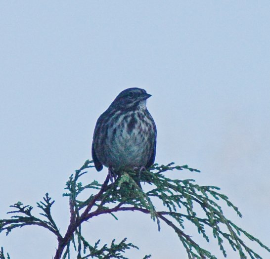 Song Sparrow --(Melospiza melodia) (46676 bytes)