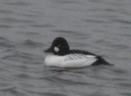 Common Goldeneye --(Bucephala clangula) (24086 bytes)