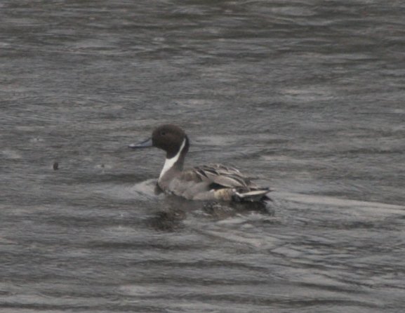 Northern Pintail --(Anas acuta) (48007 bytes)