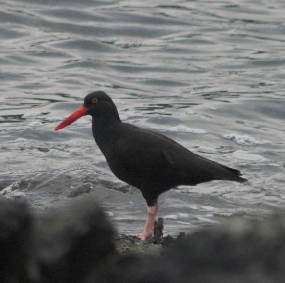 Black Oystercatcher --(Haematopus bachmani) (58505 bytes)