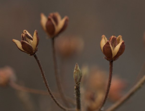 Rusty Menziesia --(Menziesia ferruginea) (24402 bytes)