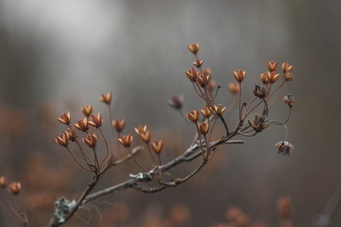 Rusty Menziesia --(Menziesia ferruginea) (32328 bytes)