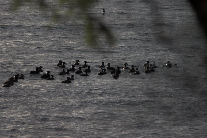 Surf Scoters --(Melanitta perspicillata) (64916 bytes)