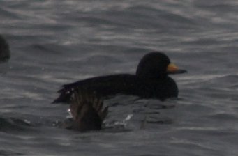 Black Scoter --(Melanitta nigra) (14164 bytes)