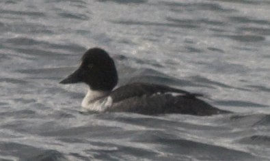 Common Goldeneye --(Bucephala clangula) (20768 bytes)